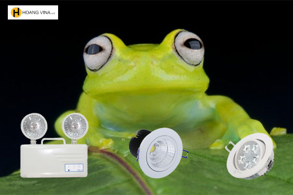 Top những loại đèn mắt ếch phổ biến